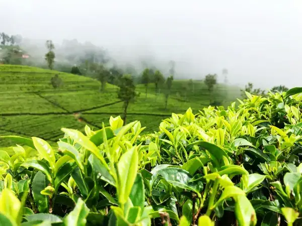 Misty hills waterfall tea country