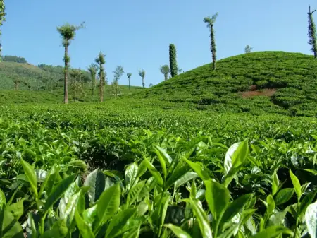 Waterfall and tea trails in Sri Lanka highlands