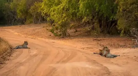 Yala Leopard Safari with Senior Naturalist