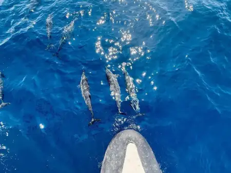 Luxury Blue Whale & Marine Expedition